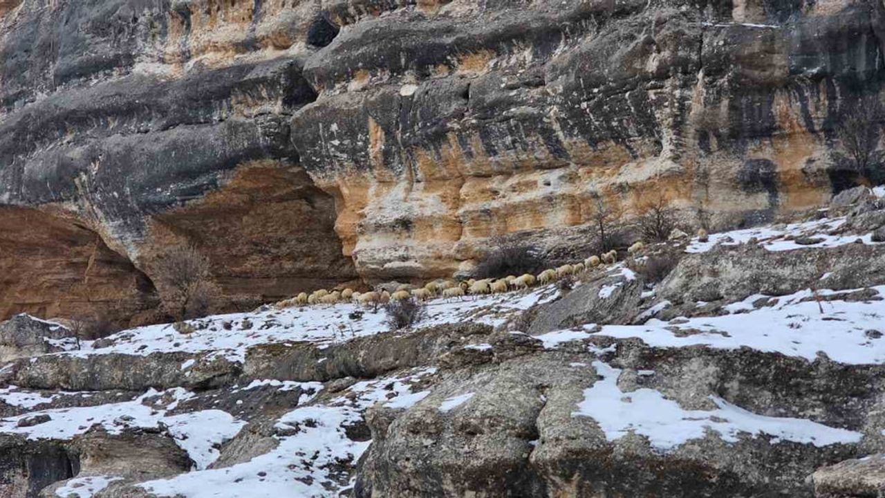 Malatya'da Yoğun Kar: Sürüler Bin 600 Rakımdaki Kayalıklara Çıkarıldı