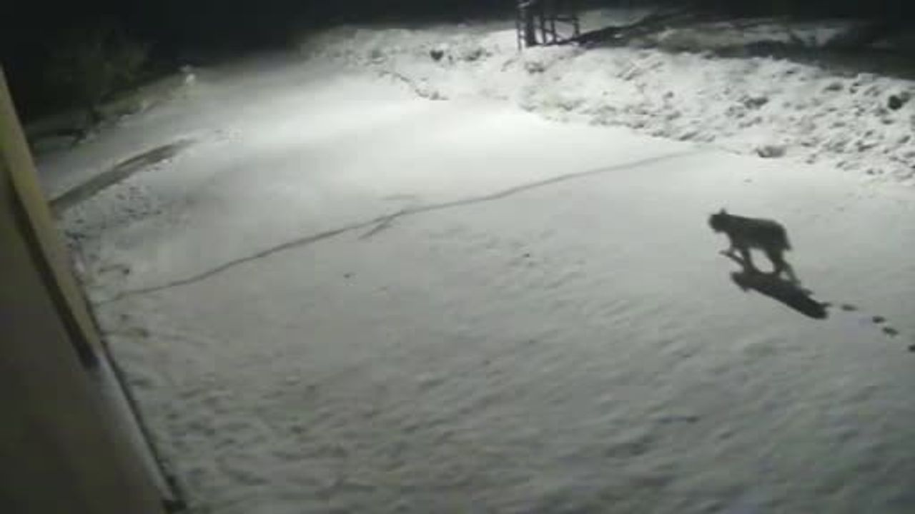 Malatya Hekimhan'da Nesli Tehlikede Vaşak Güvenlik Kamerasına Yansıdı