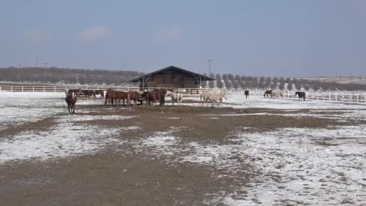 Malatya Sultansuyu'nda 2026 Şampiyon Adayı Taylar Doğuyor