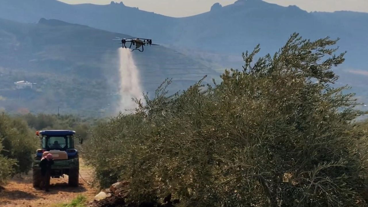 Mardin Büyükşehir’den Derik Zeytini İçin Dal Kanseri Mücadelesi