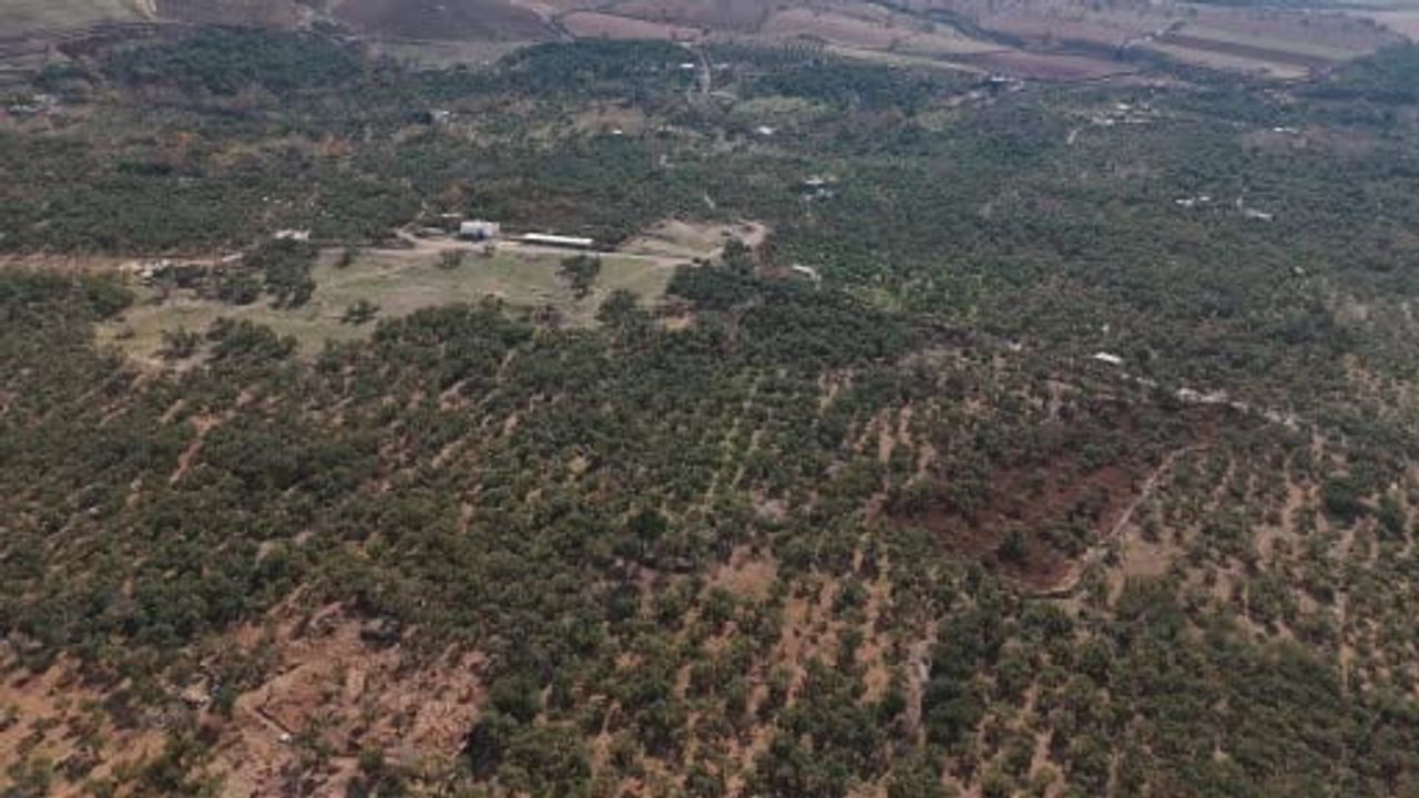 Mardin Büyükşehir, Derik zeytini için dal kanseriyle etkin mücadele