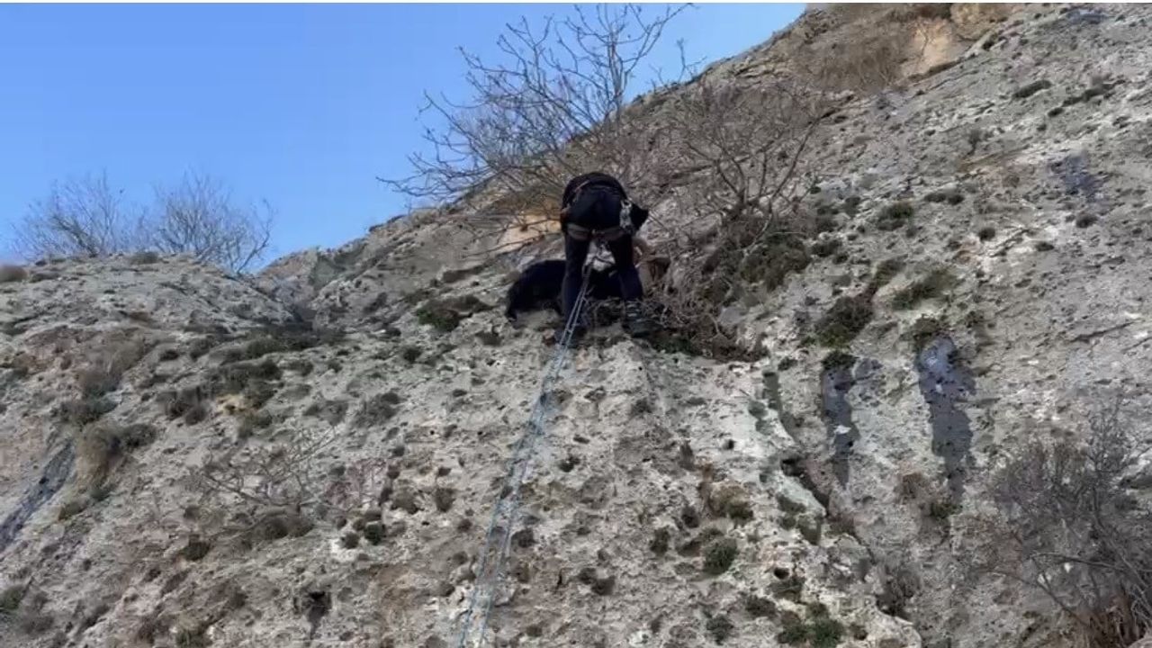 Mardin'de AFAD Dağda Mahsur Kalan Keçiyi Kurtardı
