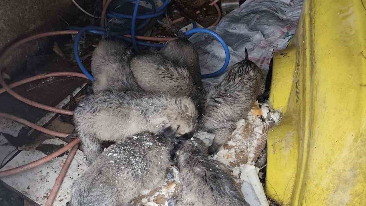 Mardin Mazıdağı'nda 7 Yavru Köpek Donmaktan Kurtarıldı