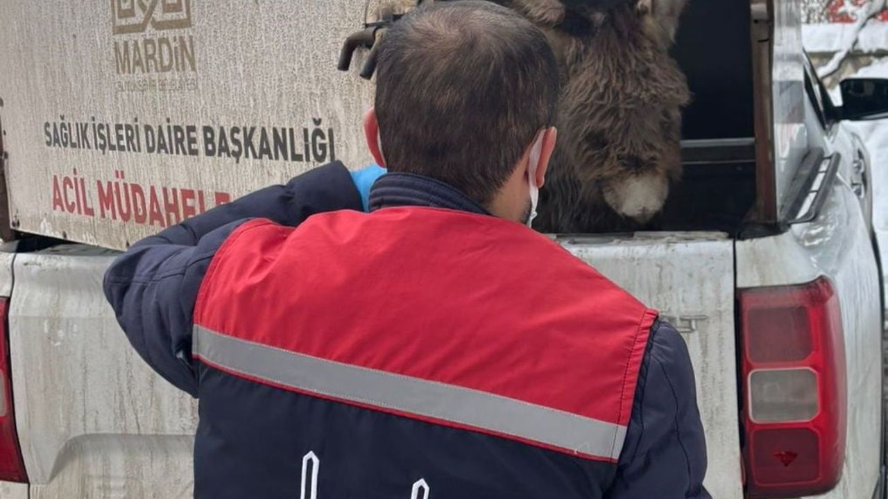 Mazıdağı Belediyesi 'Sahip Çıkıldı' Dediği Sıpayı Sokağa Bıraktı: Tepkiler Büyüyor
