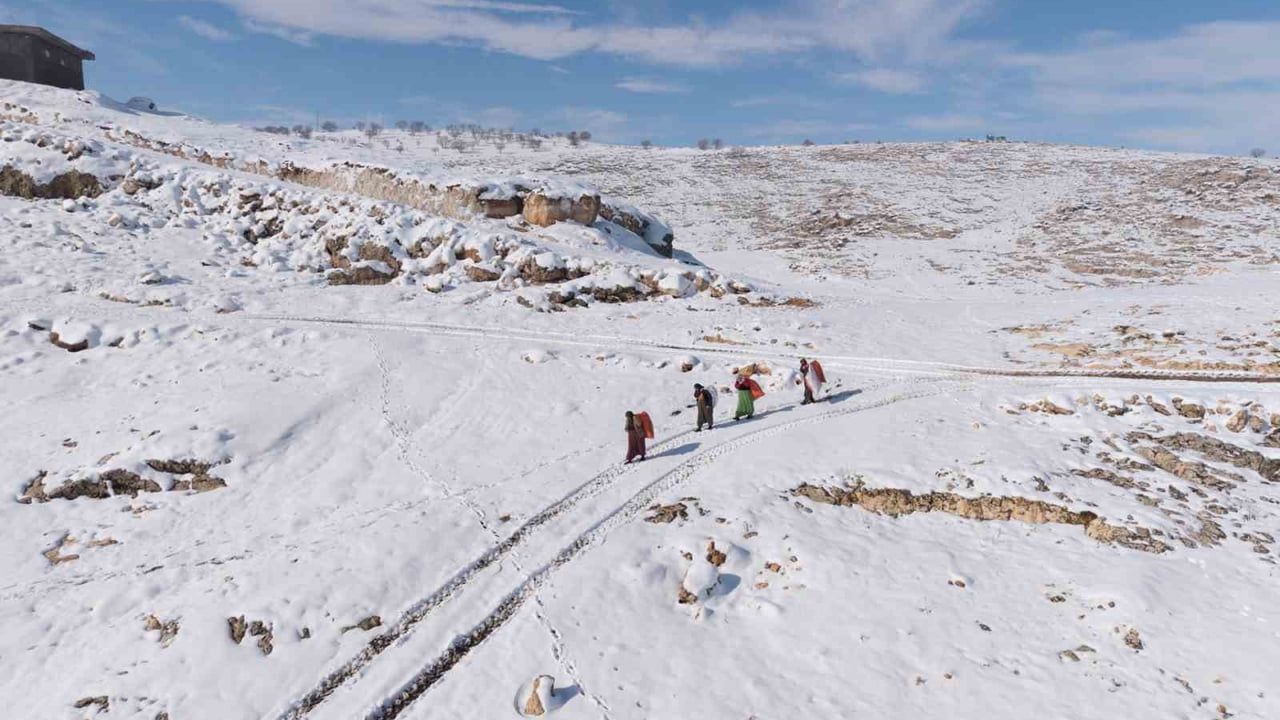 Mazıdağı'nda Kar Mücadelesi: Kadınlar Sırtlarında Saman Taşıyor
