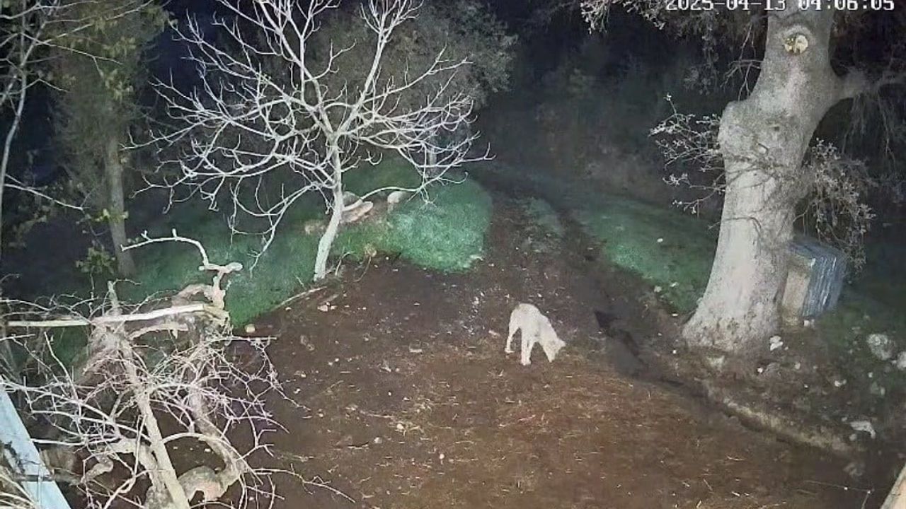 Menteşe’de Kurt Saldırısı: 3 Koyun Telef Oldu