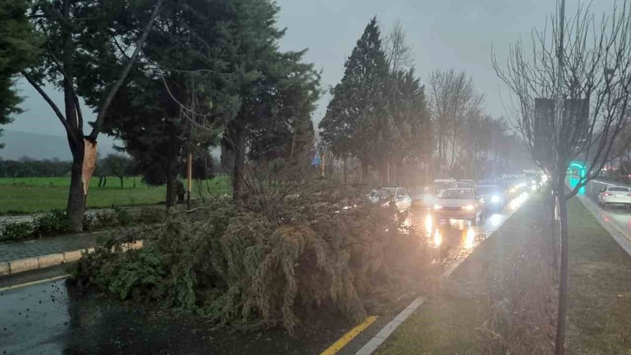Menteşe'de Şiddetli Fırtına: Uğur Mumcu Bulvarı'nda Ağaç Devrildi, Trafik Durdu
