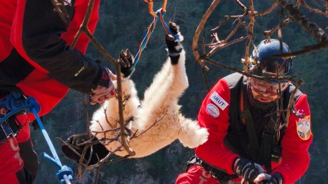 Mersin’de 20 Metrelik Uçurumdan Düşen Kuzunun AKUT Kurtarısı