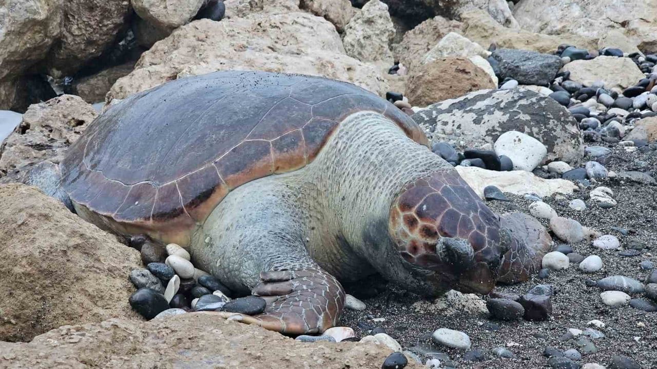 Mersin'de caretta caretta ölümleri artıyor: 15 günde 7'nci ölüm
