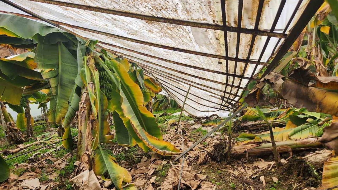 Mersin'de Dolu Seraları Çökertti, Bahçelere Zarar Verdi