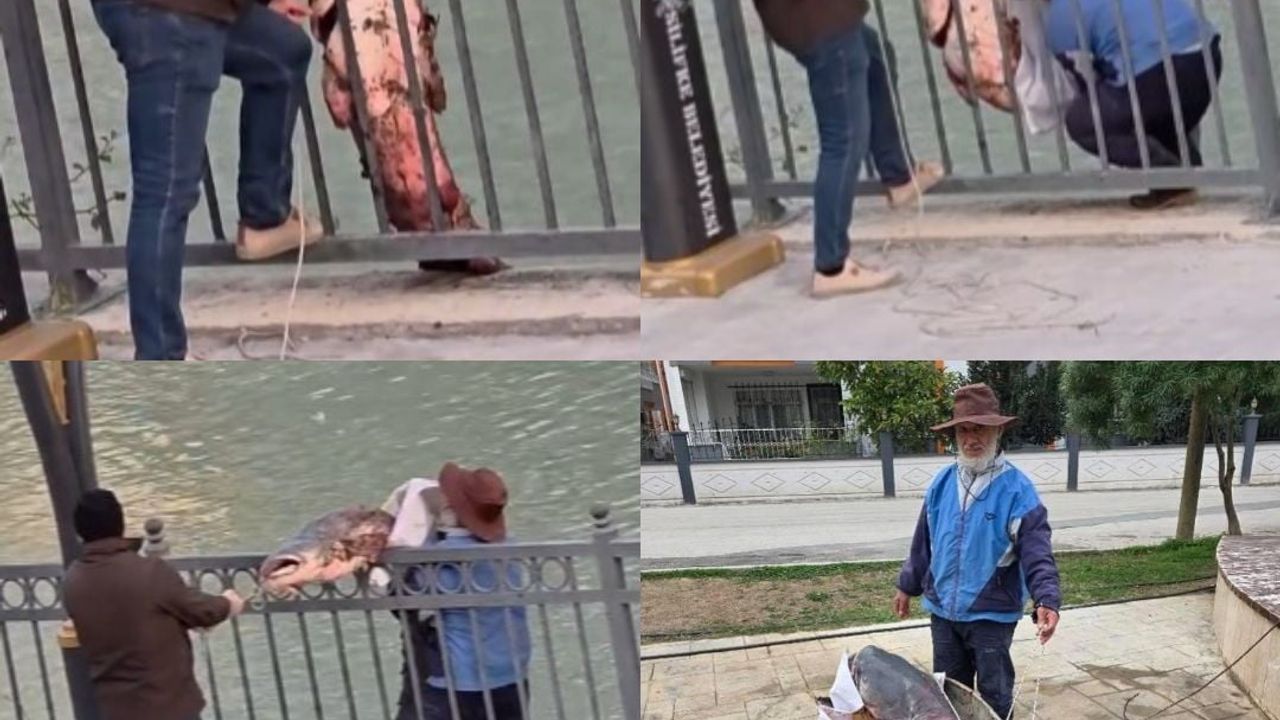 Mersin'de Göksu Nehri'nde Dev Yayın Balığı İmecesi