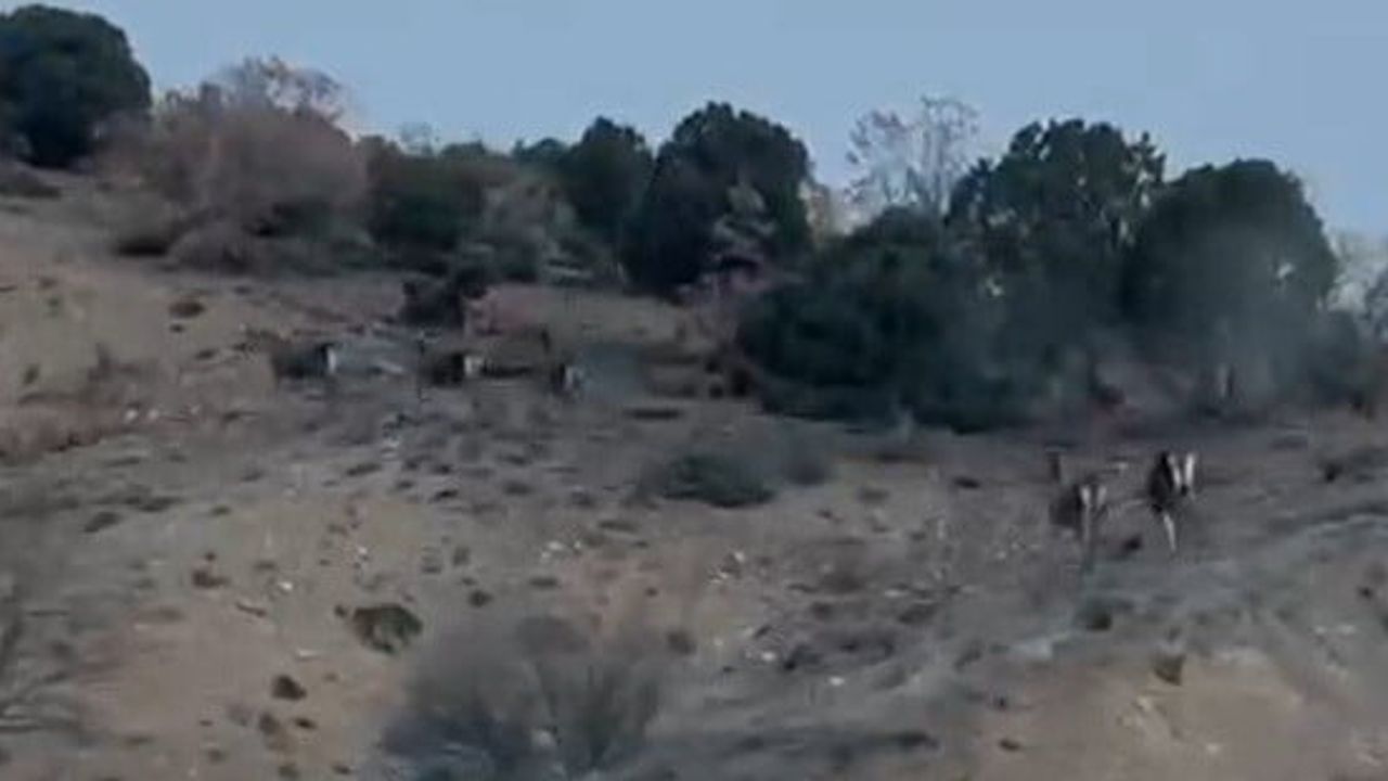 Mihalıççık’ta Karayolunu Geçen 10 Geyik Kamerada