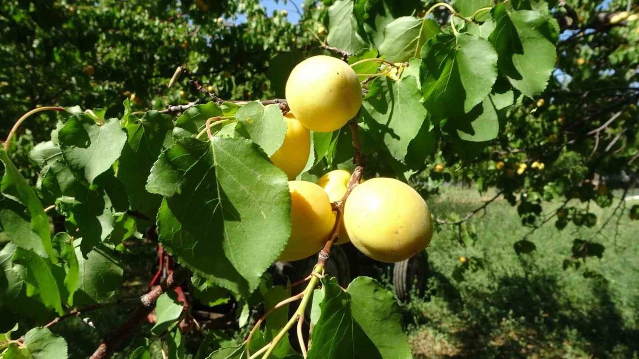 MTB Başkanı Özcan: Zor şartlarda 303 milyon dolarlık kayısı ihracatı