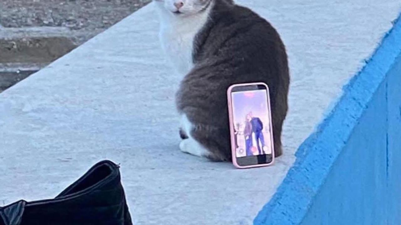 Mudanya Sahilinde 'Tripod' Kedi: Çiftin İlginç Fotoğraf Çözümü