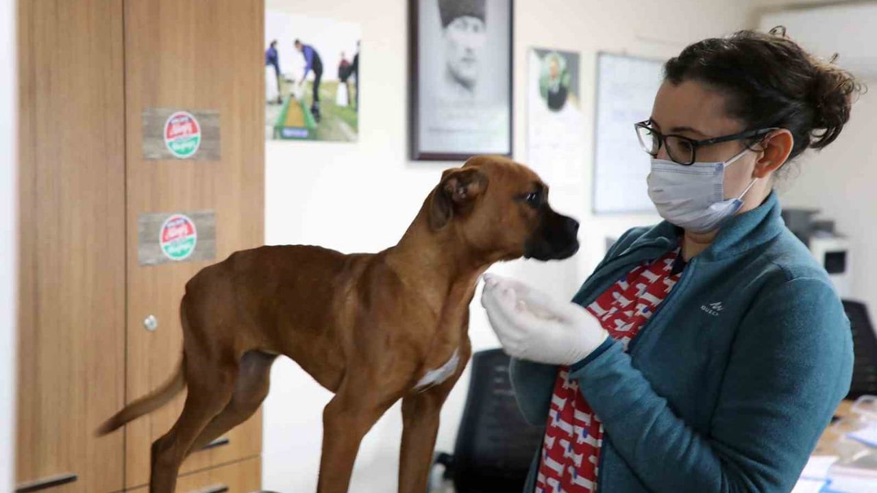 Muğla Büyükşehir 4 bin 34 Can Dostu Sahiplendirdi