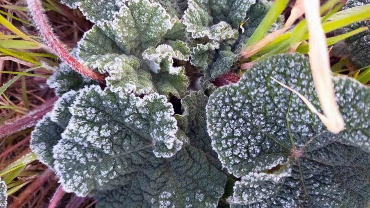 Muğla sahil kesimlerine hafif zirai don uyarısı