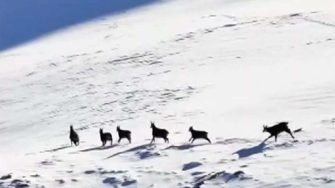 Munzur Dağları'nda Şamualar Karla Kaplı Zirvelerde Görüntülendi