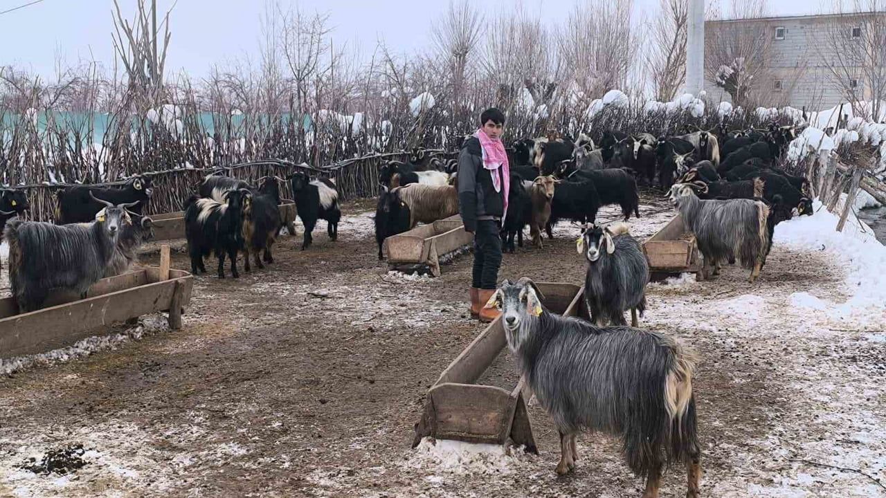Muş'ta Besiciler Söğüt Dallarıyla Yem Maliyetini Düşürüyor