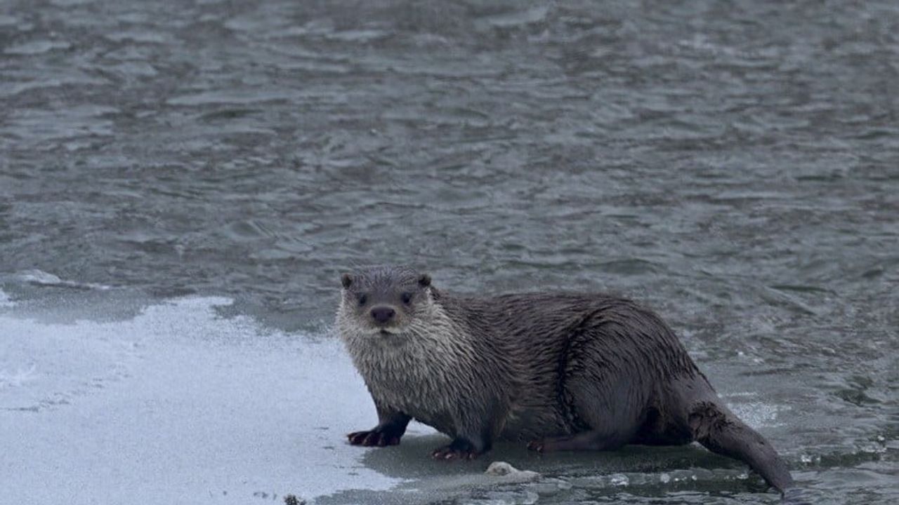 Muş'ta Karasu Nehri'nde Su Samuru Buzlar Arasında Görüldü