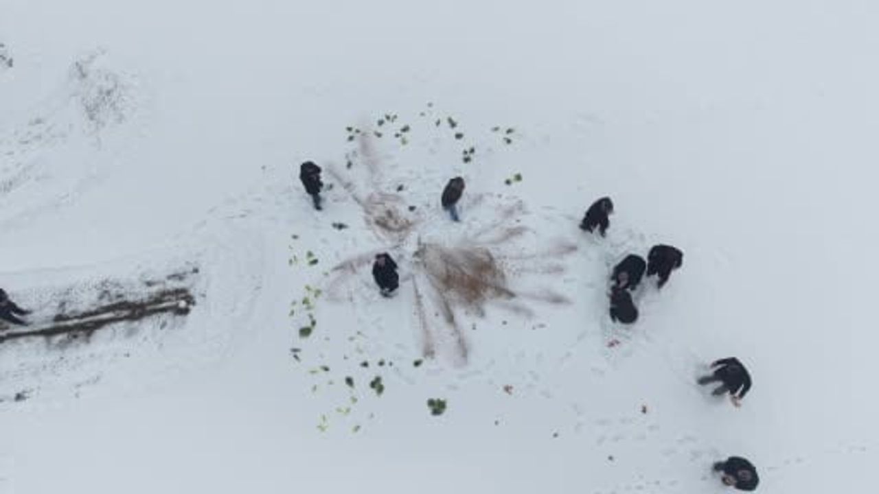 Muş'ta Kırköy Belediyesi'nden Yaban Hayvanlarına Yem Desteği