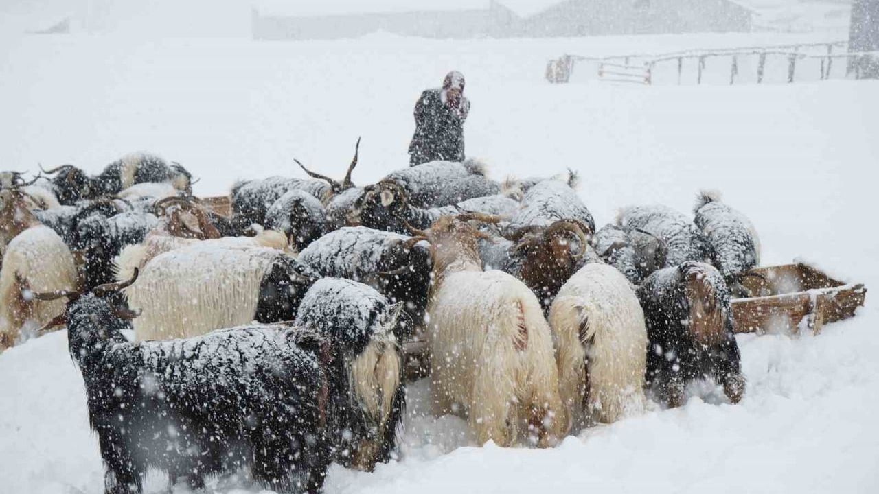 Muş'ta Tipide Mahsur Kalan Keçi Sürüsü 4 Saatlik Zorlu Yolculukla Köye Getirildi