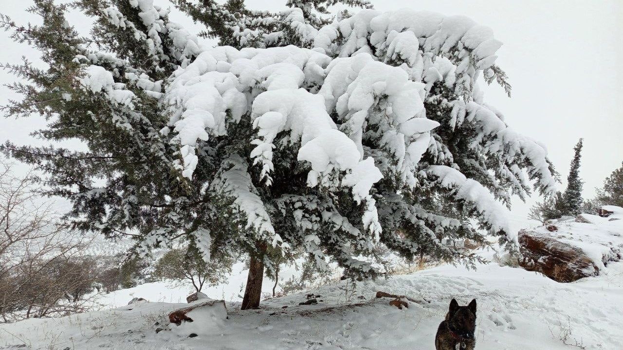 Musabeyli Beyaza Büründü: Kilis'te Kartpostallık Kar Manzaraları