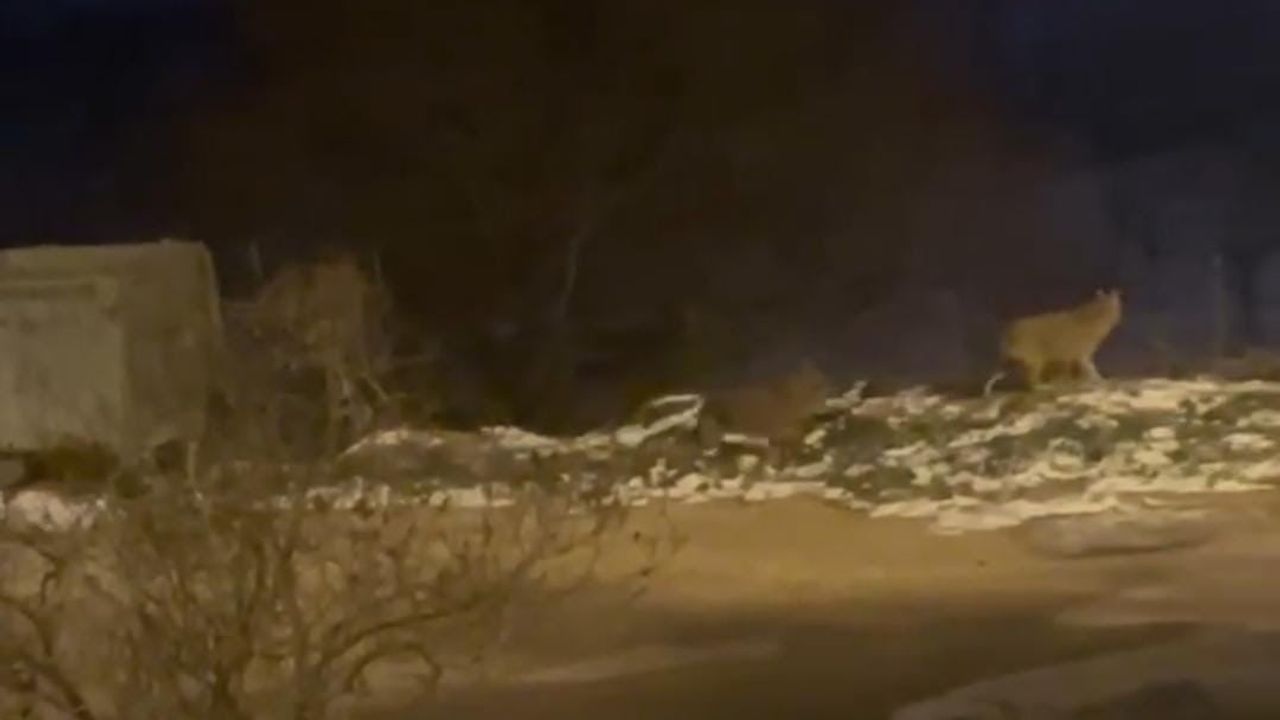 Nallıhan'da Kurt Sürüsü Yerleşime İndi, Çöpleri Karıştırdı