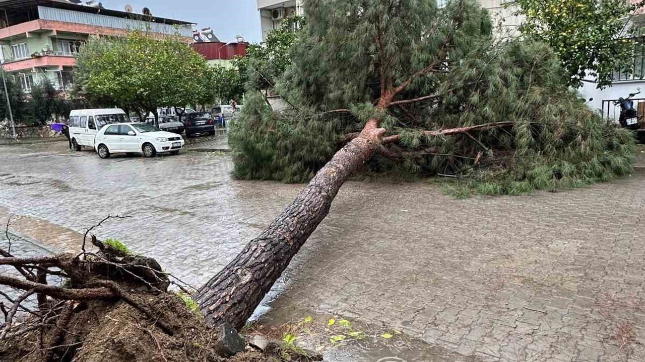 Nazilli Belediyesi'nden Hızlı Müdahale: Devrilen Ağaçlar Kaldırıldı