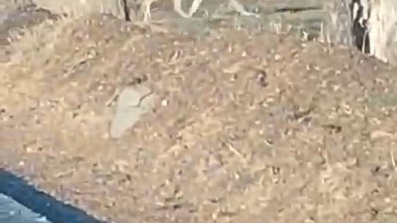 Nevşehir'de Aç Kalan Kurtlar Yerleşim Merkezine İndi