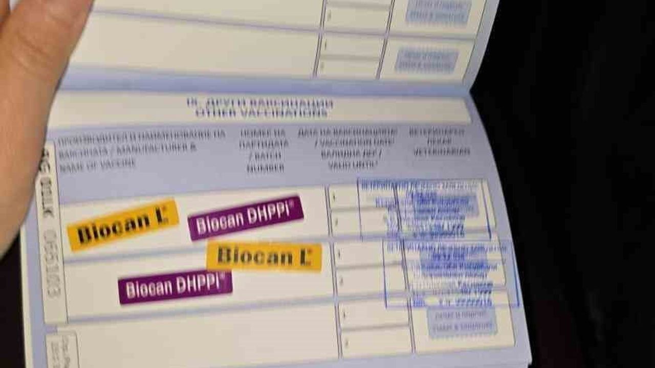 Nevşehir'de Hayvan Kaçakçılığı İddiası: Sahte Mikroçiple Köpekler Yurt Dışına