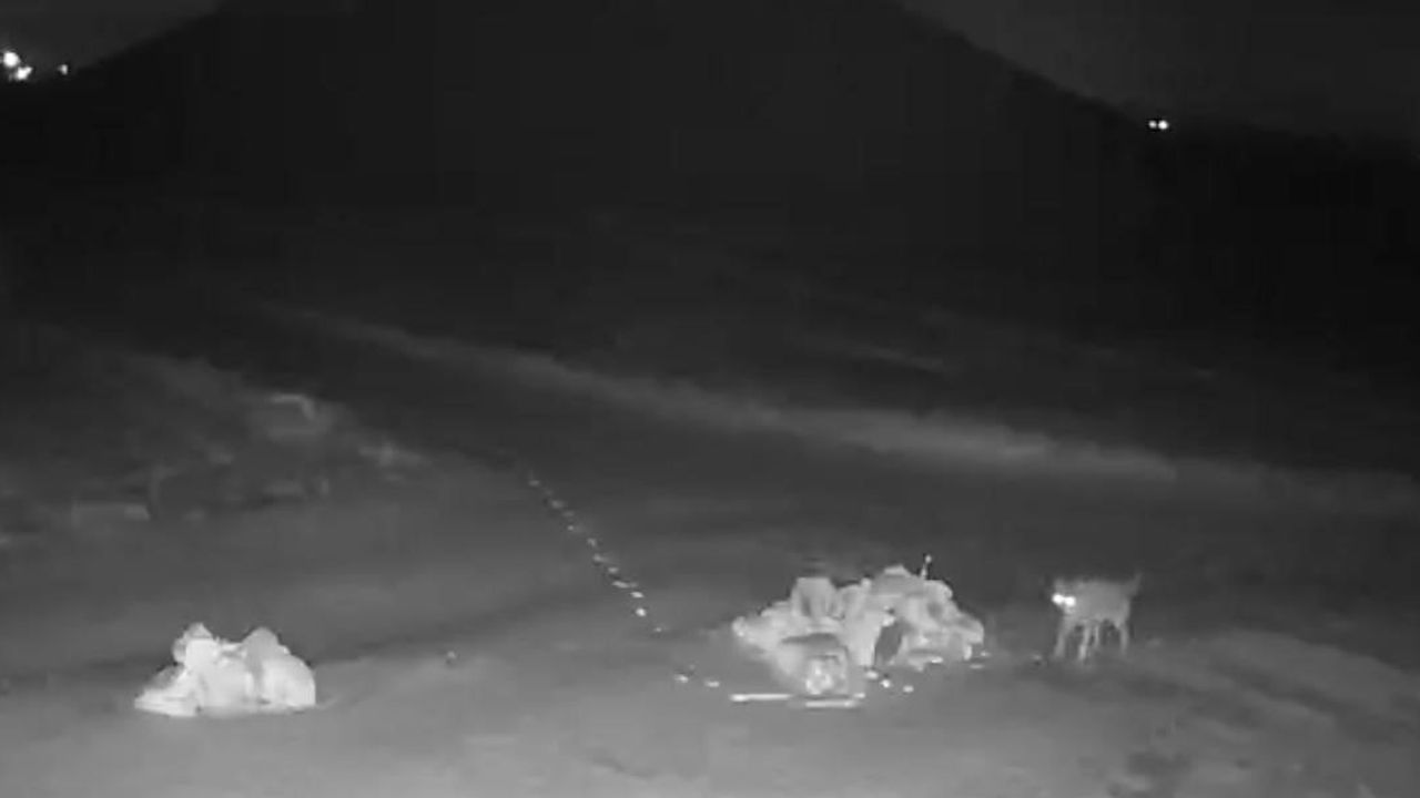 Nevşehir'de Kurtlar Köye İndi — Güvenlik Kamerasına Yansıdı