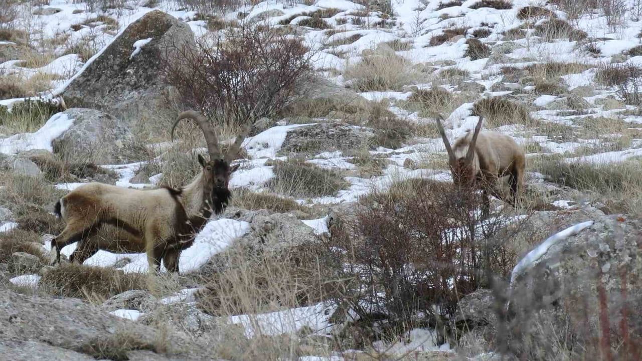 Niğde'de yaban keçisi popülasyonu 3 bin 156'ya yükseldi