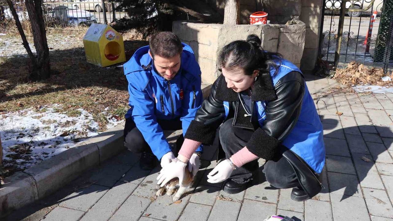 Oltu'da Gençlik Merkezi'nden Sokak Kedilerine Plastik Ev ve Aşı Desteği