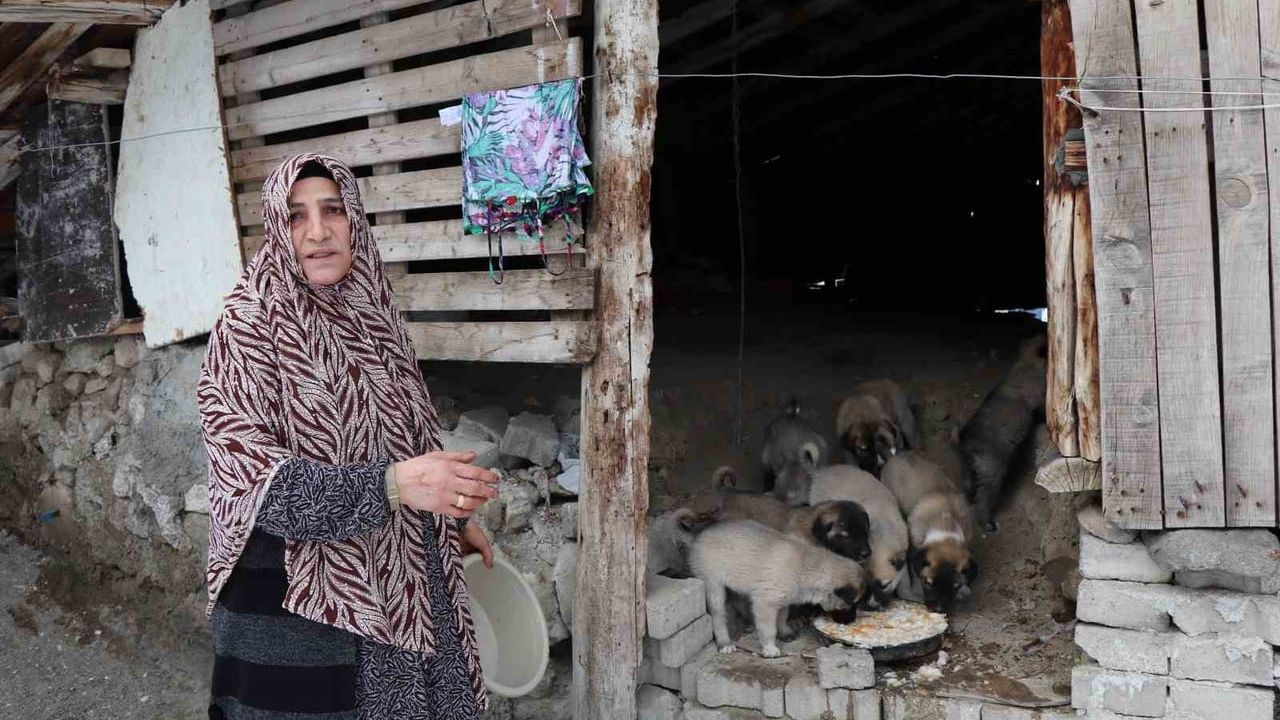 Oltu'da Sokak Köpeği Çatıda 10 Yavru Doğurdu — Mahalle Yardım Bekliyor
