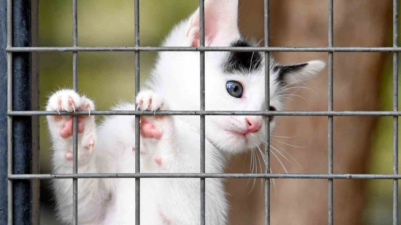 Osmangazi Belediyesi Sokak Hayvanlarının Umudu Oluyor