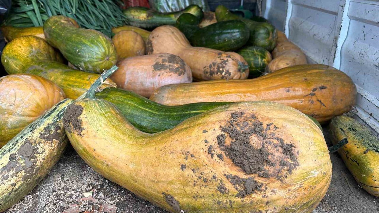 Osmangazi'de 30 kilogramlık Kıbrıs bal kabağı ata tohumuyla üretildi