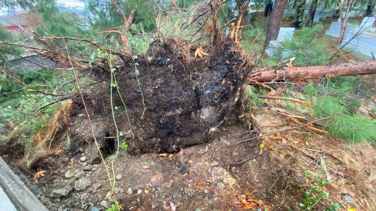 Osmaniye Düziçi'de Şiddetli Rüzgar: Dev Ağaçlar Mezarlığı Vurdu
