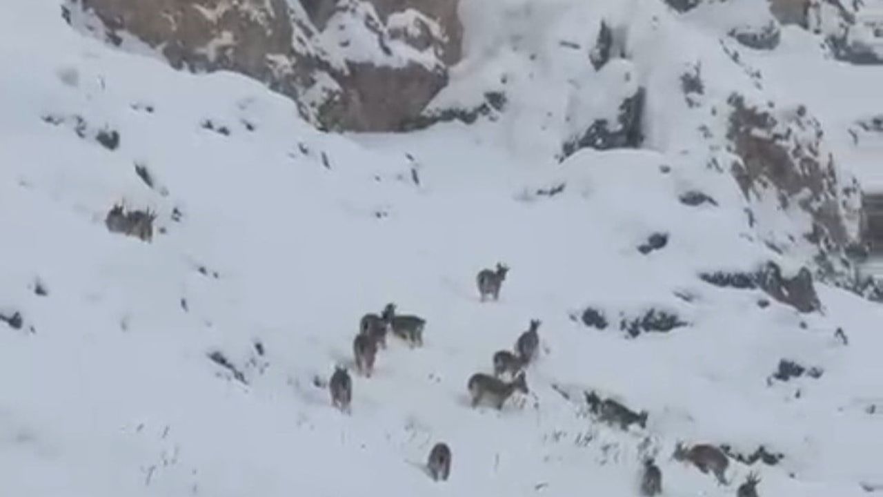 Palu Kalesi'nde Kar Üzerinde Sürü Halinde Dağ Keçileri Görüntülendi