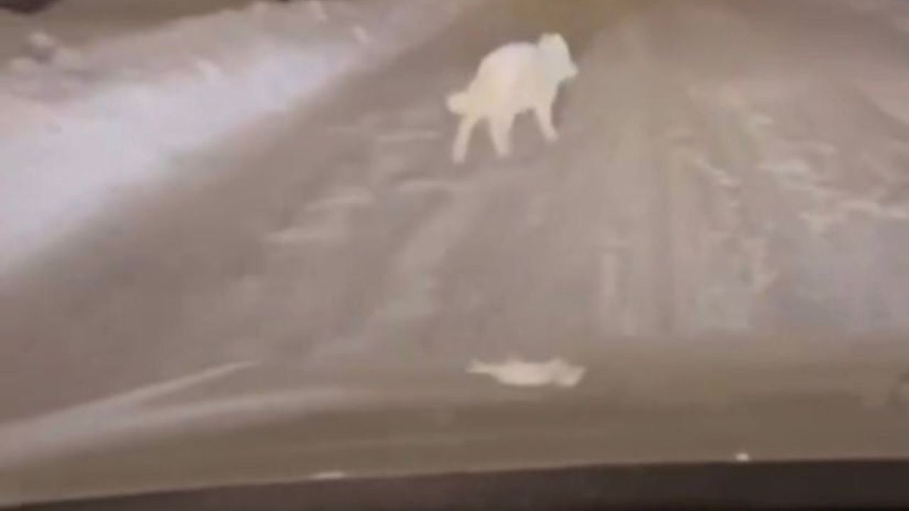 Patnos'ta Kurt Görüldü: İlçe Merkezinde Kısa Süreli Paniğe Yol Açtı