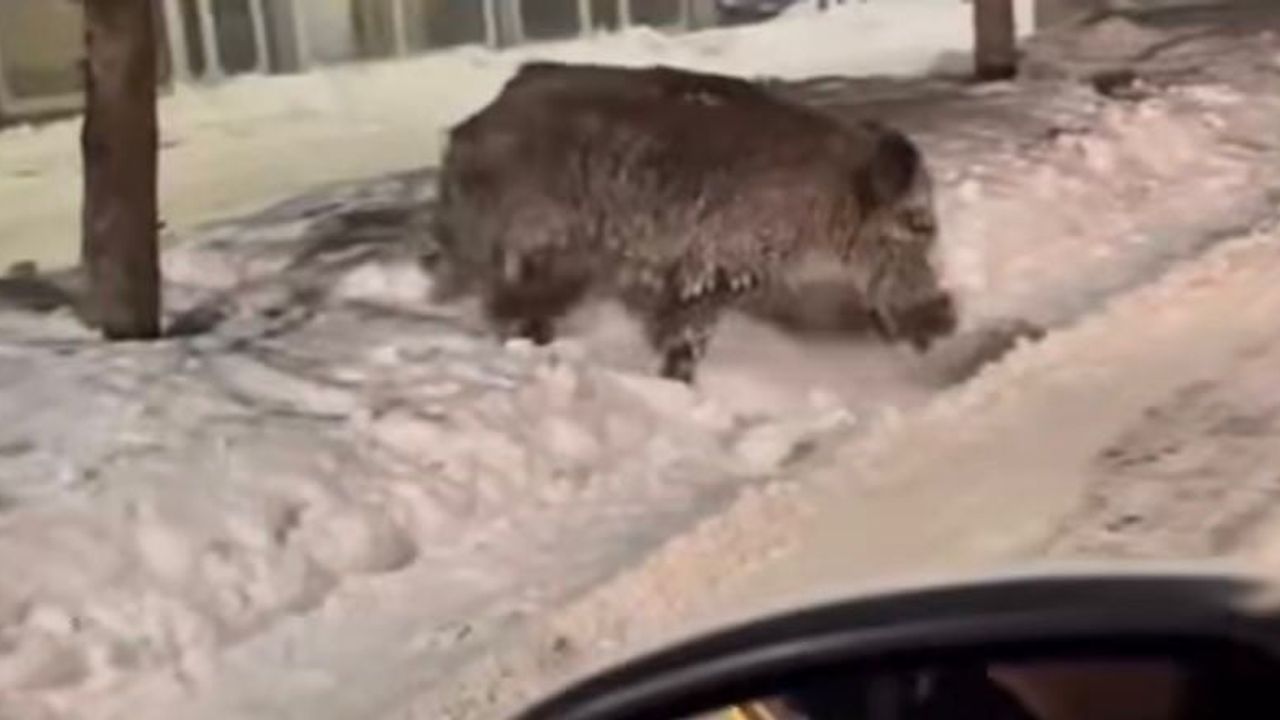 Patnos'ta Yaban Domuzları Şehir Merkezine İndi