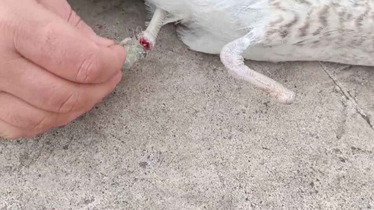 Pendik’te misinaya takılan ampute martı vatandaşın müdahalesiyle kurtarıldı
