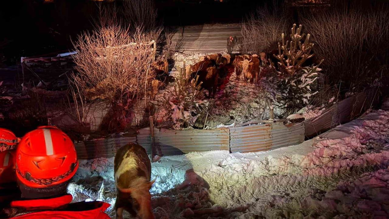 Refahiye'de Tır Devrildi: 45 Büyükbaş Kurtarıldı