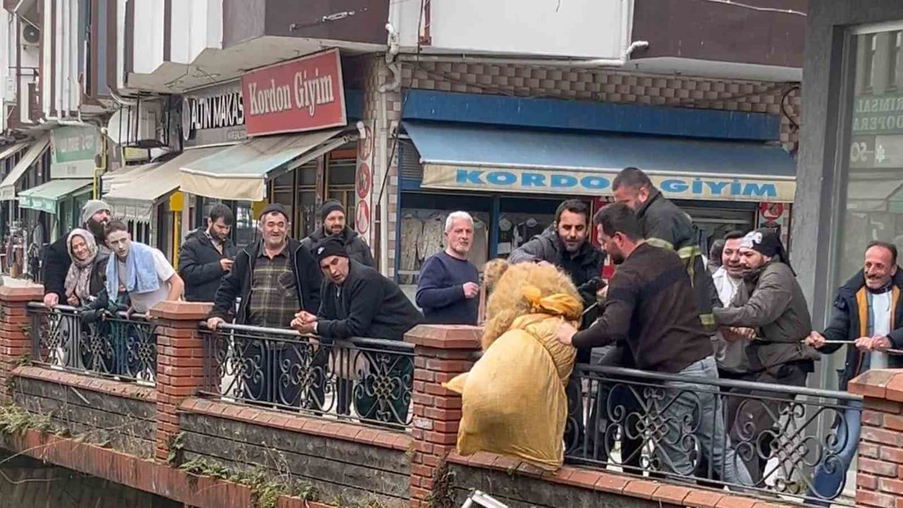 Rize Ardeşen'de Dere Yatağında Mahsur Kalan Sokak Köpeği Kurtarıldı