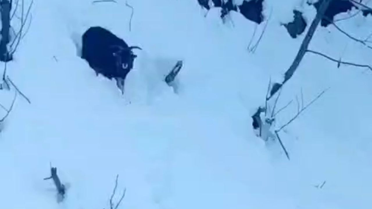 Rize'de İş Makinesi Operatörü Karda Kaybolan Keçiyi Sahibine Ulaştırdı
