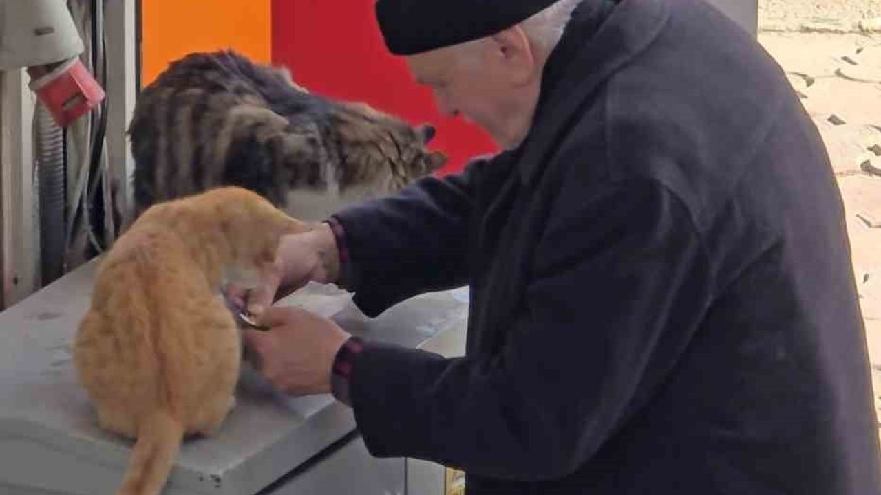 Safranbolu'da Yaşlı Adamın Sokak Kedilerine Şefkati Yürek Isıttı