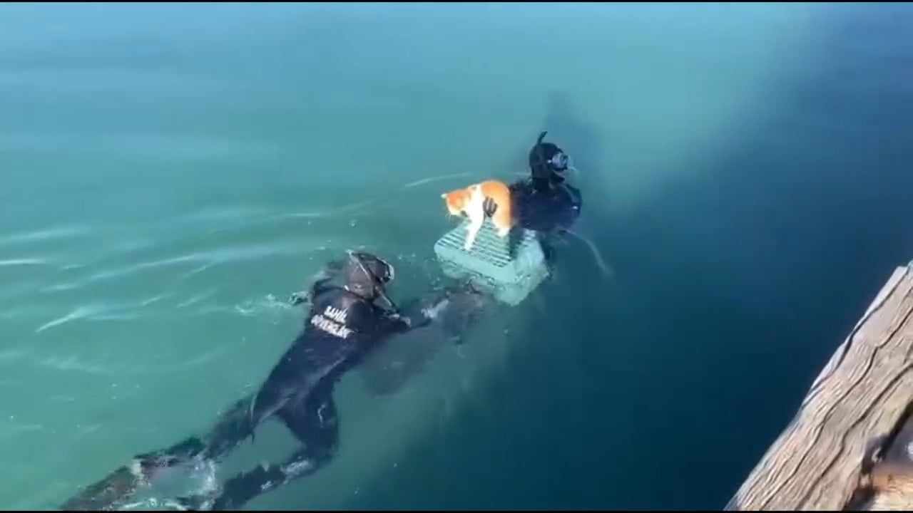 Sahil Güvenlikten Akçay'da Mahsur Kedi Kurtarma