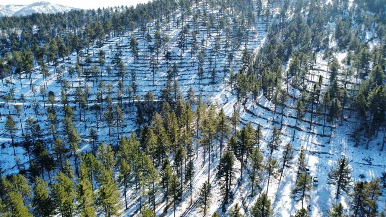 Saimbeyli'de 185 Hektarda Karaçam Doğal Gençleştirme