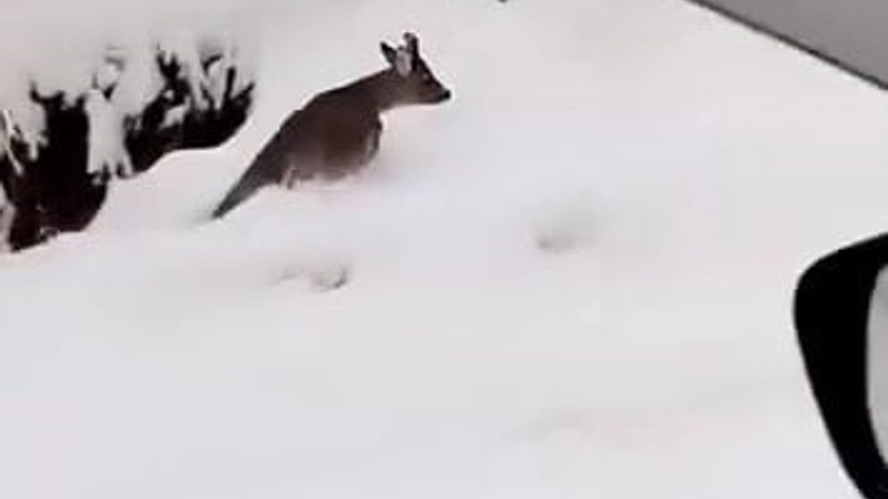 Sakarya Akyazı'da Karaca Yola İndi: Karla Kaplı Karşılaşma