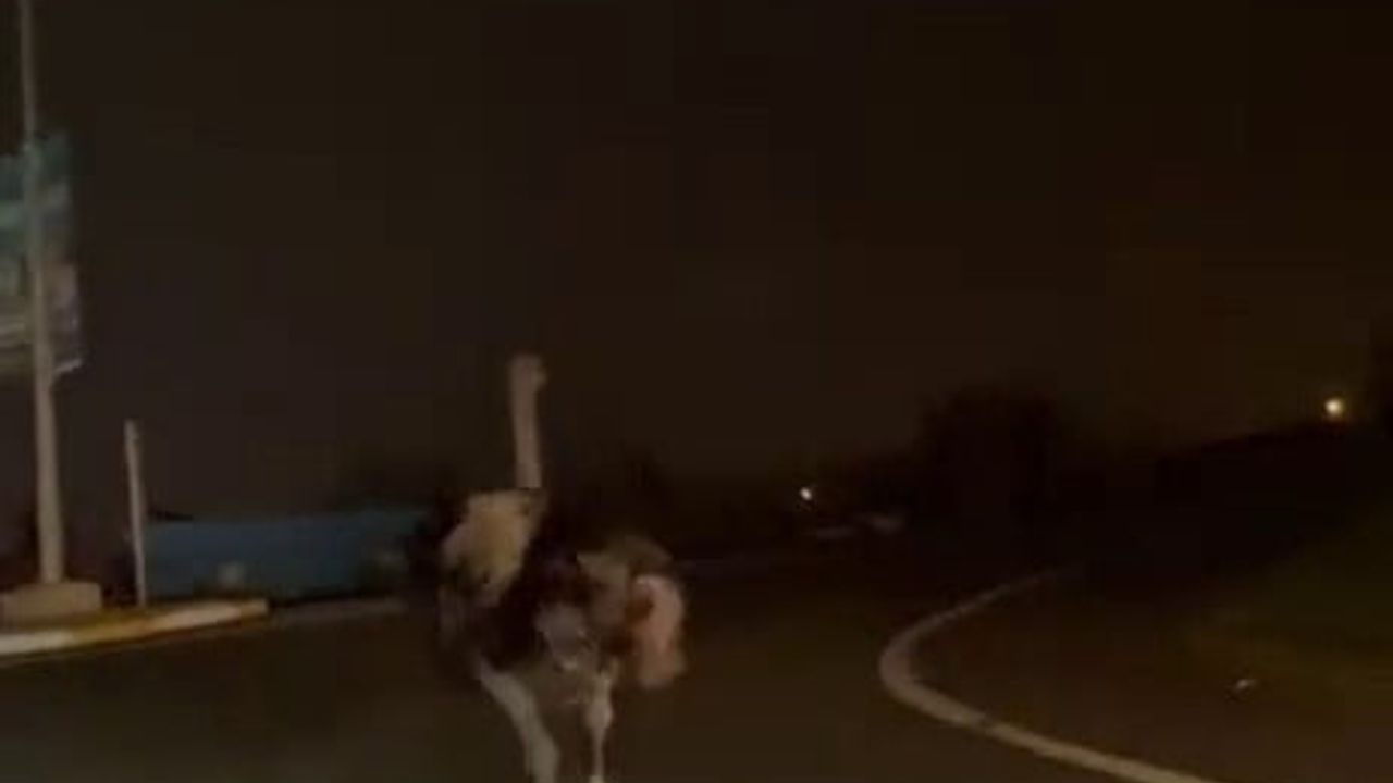 Sakarya Arifiye’de Deve Kuşu Trafiği Alt Üst Etti