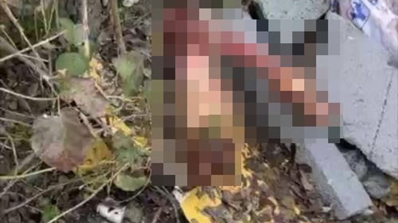 Sakarya'da otoyol kenarındaki kemikler jandarmayı at kesimi şüphelilerine götürdü